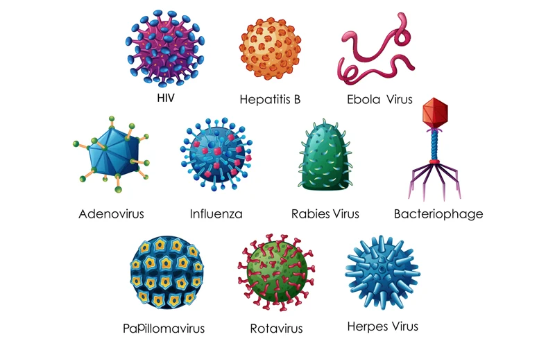 أنواع الفيروسات وأشكالها المختلفة