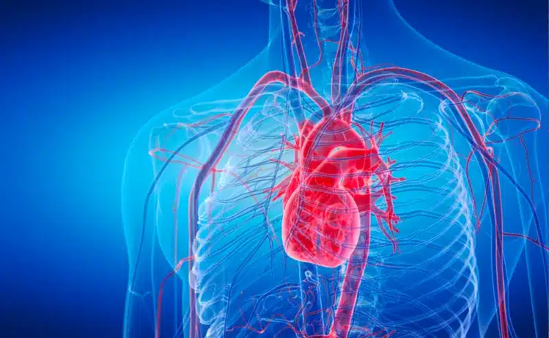 الشرايين الإكليلية تؤمن وصول الدم الغني بالأوكسجين لخلايا عضلة القلب